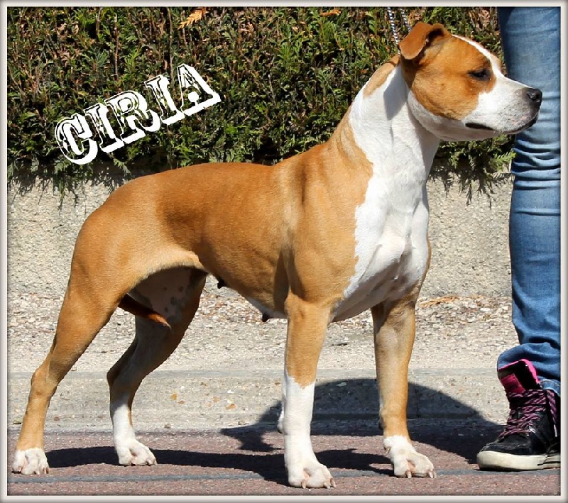 I'ciria Du Domaine De Samsha